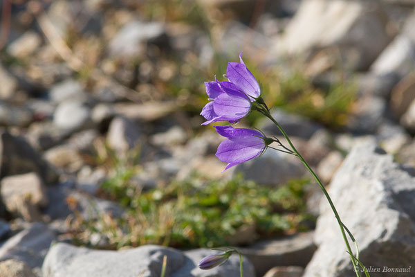 Campanule de Scheuchzer — Campanula scheuchzeri Vill., 1779, (Station de ski de Gourette, Eaux Bonnes (64), France, le 29/07/2020)