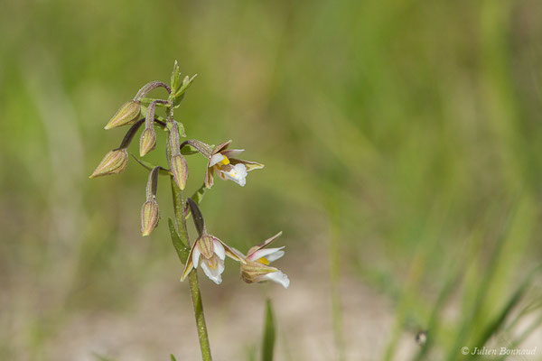 Épipactis des marais — Epipactis palustris (L.) Crantz, 1769