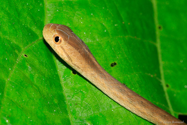 Thamnodynastes pâle — Thamnodynastes pallidus (Linnaeus, 1758), (Kaw, Guyane, le 21/06/2015)