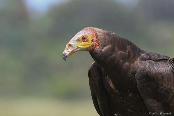 Urubu à tête jaune — Cathartes burrovianus Cassin, 1845, (Matiti, Macouria, le 15/04/2016)