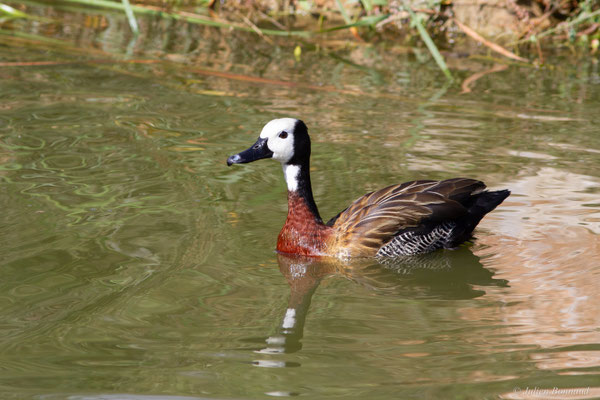Dendrocygne veuf — Dendrocygna viduata (Linnaeus, 1766)