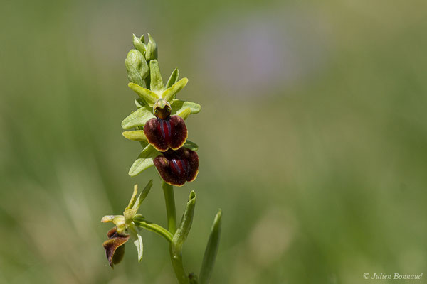 Ophrys araignée ou Oiseau-coquet — Ophrys aranifera Huds., 1778