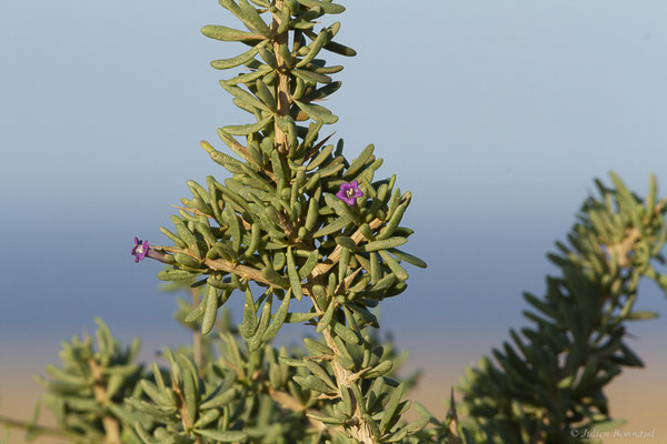 Lycium imbriqué — Lycium intricatum Boiss., (Betancuria, Fuerteventura, (Iles Canaries, Espagne), le 17/02/2022)