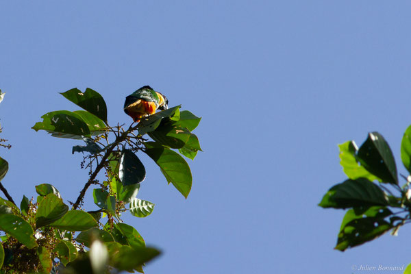 Caïque maïpouri — Pionites melanocephalus (Linnaeus, 1758), (sentier du Rorota, Remire-Montjoly, Guyane, le 23/07/2016)