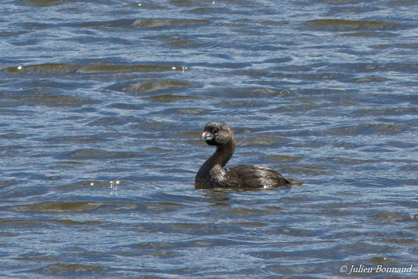Grèbe à bec bigarré — Podilymbus podiceps (Linnaeus, 1758)