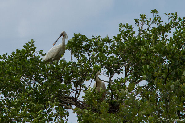 Spatule blanche — Platalea leucorodia Linnaeus, 1758, (couple) (Braud-et-Saint-Louis (33), France, le 04/07/2018)