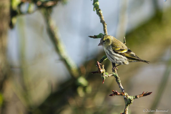 Tarin des aulnes — Spinus spinus (Linnaeus, 1758), (femelle adulte) (Pontivy (56), France, le 10/02/2018)