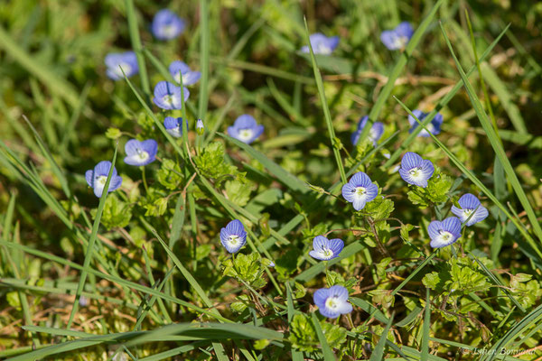 Véronique de Perse — Veronica persica Poir., 1808, (Adé (65), France, le 10/03/2021)