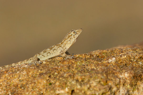 Tarente de Maurétanie — Tarentola mauritanica (Linnaeus, 1758), (Larache (Tanger-Tétouan-Al Hoceïma), Maroc, le 18/01/2023)