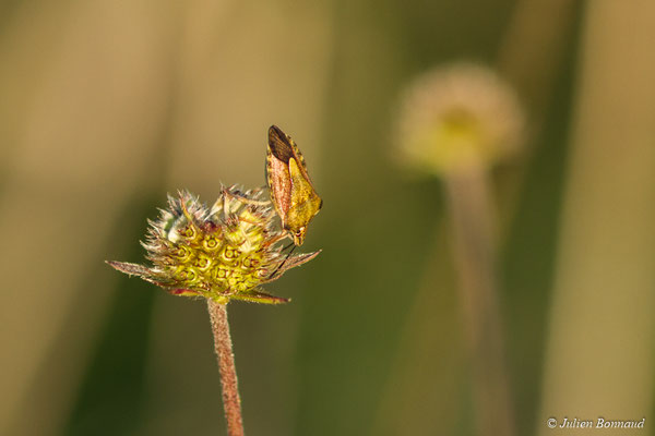 Punaise des baies — Dolycoris baccarum (Linnaeus, 1758), (Oroix (65), France, le 08/10/2017)