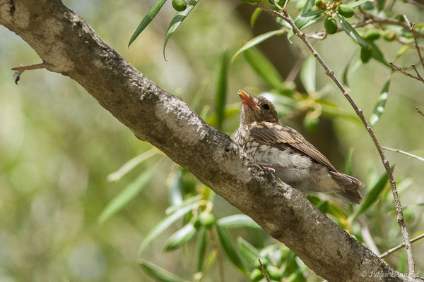 Gobemouche gris (Muscicapa striata) (juvénile) (Tarifa (Andalousie), le 02/08/2020)