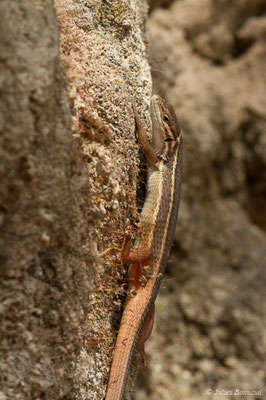 Psammodrome algire — Psammodromus algirus (Linnaeus, 1758)