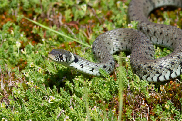 Couleuvre helvétique — Natrix helvetica (Lacepède, 1789)