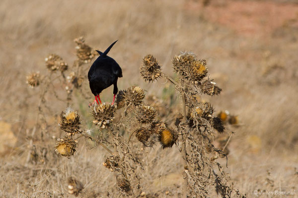 Crave à bec rouge — Pyrrhocorax pyrrhocorax (Linnaeus, 1758), (Sagres (Vila do Bispo), (Algarve), Portugal, le 31/08/2018)