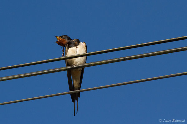 Hirondelle rustique – Hirundo rustica Linnaeus, 1758, (Mazerolle (40), France, le 10/04/2020)