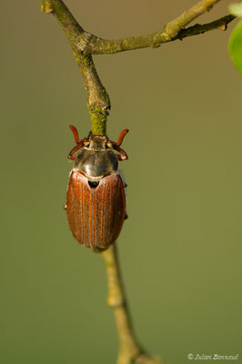 hanneton commun (Melontha melolontha) (Ger (64), France, le 18/04/2018)