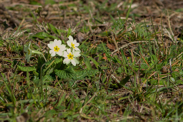 Primevère acaule – Primula vulgaris Huds., 1762, (Parc écologique Plaiaundi, Irun, Espagne, le 09/02/2019)