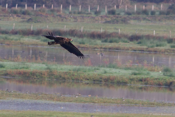 Haliaeetus albicilla (Linnaeus, 1758), (Réserve de chasse et de faune sauvage de Lesgau, Saint-Martin-de-Seignanx (40), France, le 22/11/2025)