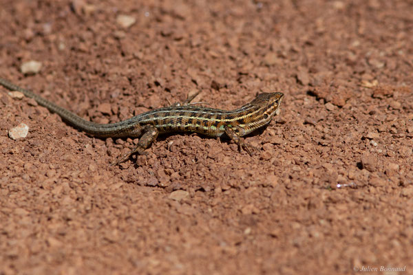 Psammodrome d'Edwards — Psammodromus edwarsianus (An. Dugès, 1829), (Lac du Salagou, Clermont-l'Hérault (34), France, le 02/05/2025)