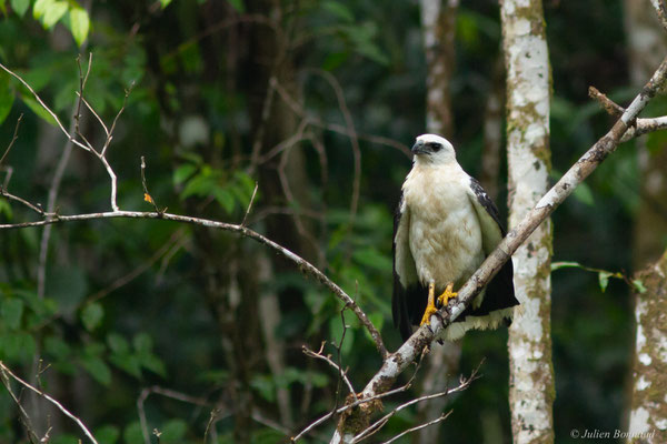 Buse blanche — Pseudastur albicollis (Latham, 1790), (crique Crabe, Kourou, Guyane, le 08/09/2017)