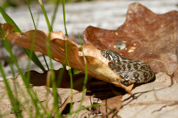 Couleuvre vipérine — Natrix maura (Linnaeus, 1758)
