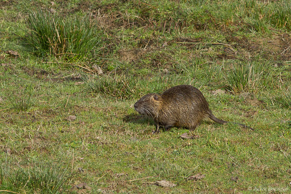 Ragondin — Myocastor coypus (Molina, 1782), (réserve des barthes de Saint-Martin-de-Seignanx (64), France, le 19/01/2019)