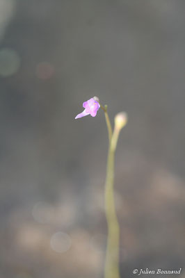 Utricularia amethystina (Centre Spatial Guyanais, Kourou, le 12/05/2014)