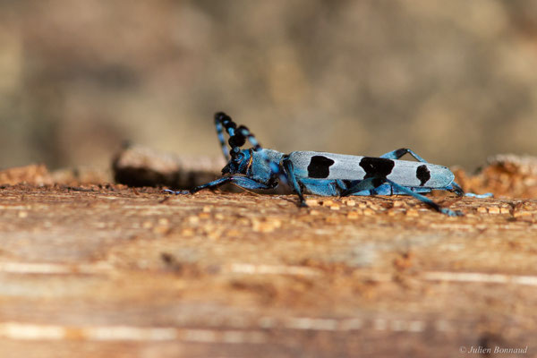 Rosalie des Alpes — Rosalia alpina (Linnaeus, 1758), (Bedous (64), France, le 03/08/2025)