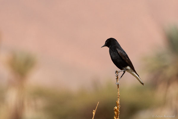Traquet à tête blanche — Oenanthe leucopyga (Brehm, 1855), (Tata (Souss-Massa), Maroc, le 08/02/2023)