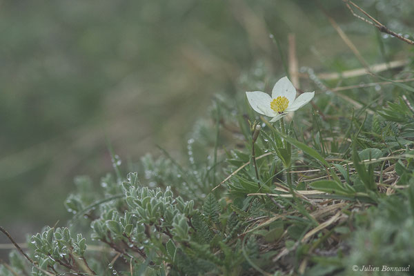 Anémone à fleurs de Narcisse — Anemonastrum narcissiflorum (L.) Holub, 1973