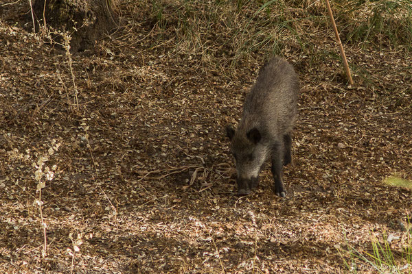 Sanglier — Sus scrofa Linnaeus, 1758, (Parc Naturel de la Sierra de Andújar (Andalousie), Espagne, le 09/08/2020)