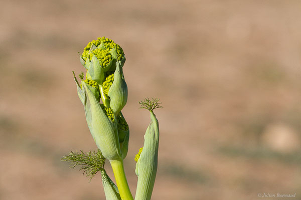 Férule commune — Ferula communis L., 1753, (Laazib (Guelmim-Oued Noun), Maroc, le 30/01/2023)