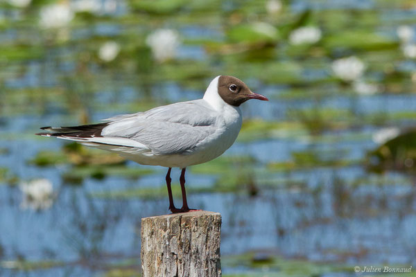 Mouette rieuse — Chroicocephalus ridibundus (Linnaeus, 1766), (Mézières-en-Brenne (36), France, le 13/06/2021)