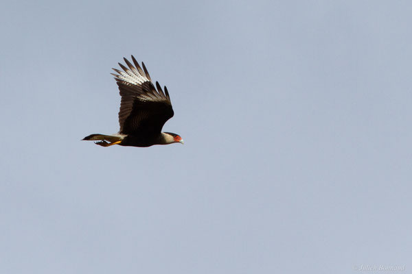 Caracara du Nord — Caracara plancus (Miller, 1777), (Kourou, Guyane, le 14/03/2017)