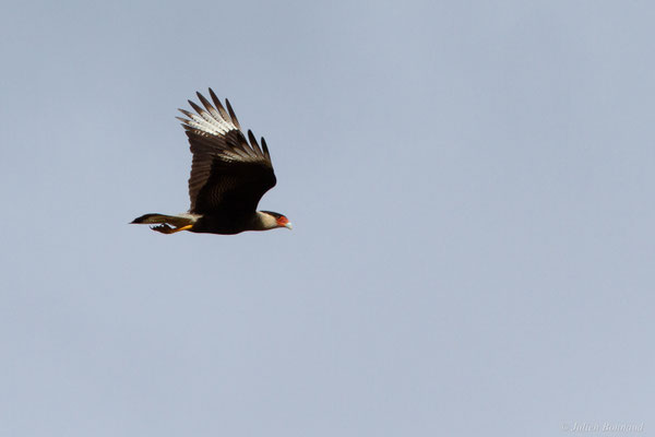 Caracara huppé — Caracara plancus (Miller, 1777), (Kourou, Guyane, le 14/03/2017)