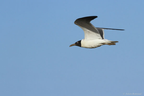 Mouette atricille — Leucophaeus atricilla (Linnaeus, 1758)