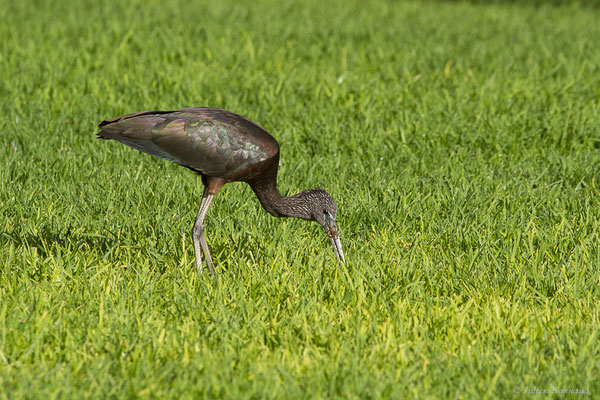 Ibis falcinelle — Plegadis falcinellus (Linnaeus, 1766), (Morro Jable, Fuerteventura, (Iles Canaries, Espagne), le 14/02/2022)