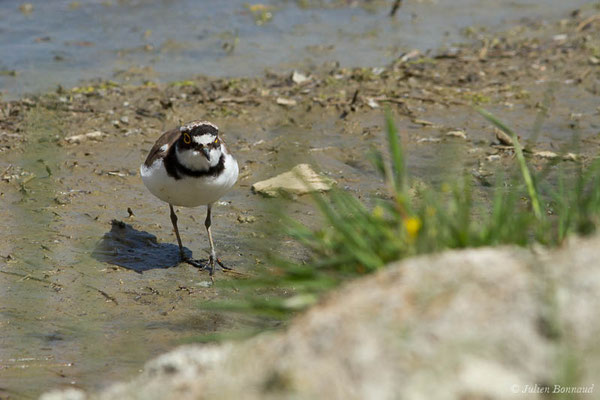 Petit Gravelot — Charadrius dubius Scopoli, 1786, (réserve ornithologique du Teich (33), France, le 23/05/2021)