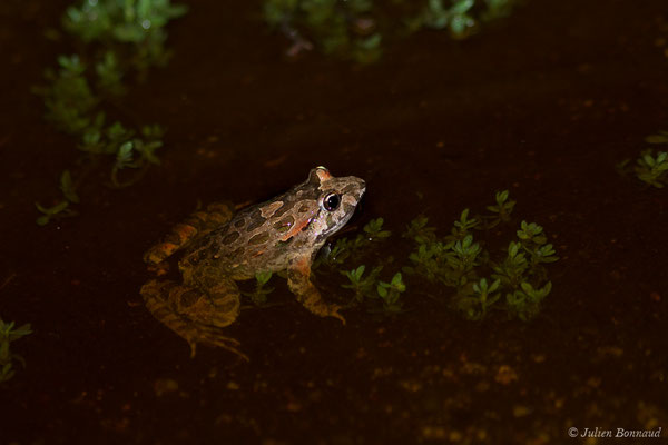 Discoglosse sarde — Discoglossus sardus Tschudi in Otth, 1837