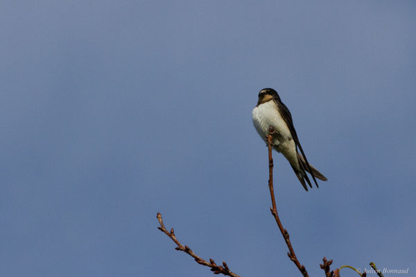 Hirondelle rustique — Hirundo rustica Linnaeus, 1758