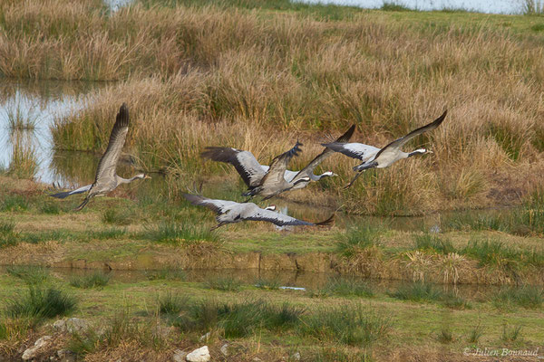 Grue cendrée – Grus grus (Linnaeus, 1758), (réserve des barthes de Saint-Martin-de-Seignanx (64), France, le 19/01/2019)