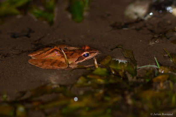Grenouille agile — Rana dalmatina Fitzinger in Bonaparte, 1838, (adulte) (Monségur (40), France, le 22/03/2022)