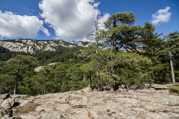 Pin Laricio, Pin de Corse — Pinus nigra subsp. laricio Palib. ex Maire, 1928, (Forêt d'Aitone, Évisa (2A), France, le 11/09/2019)