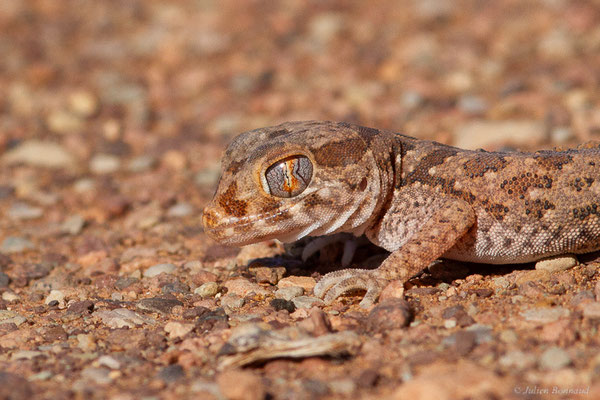 Sténodactyle de Maurétanie — Stenodactylus mauritanicus Guichenot, 1850