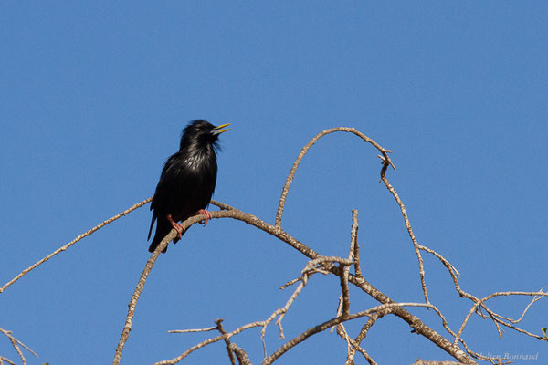 Étourneau unicolore — Sturnus unicolor Temminck, 1820, (Parc national de Souss-Massa, Sidi Binzarne, Maroc, le 02/02/2023)