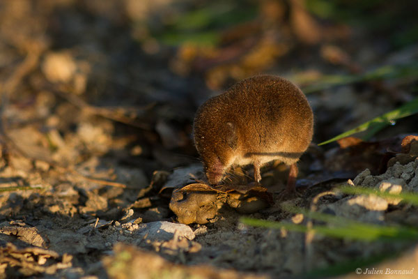Musaraigne pygmée — Sorex minutus Linnaeus, 1766