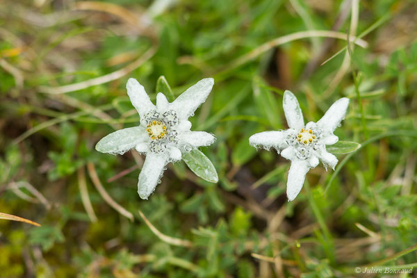 Edelweiss – Leontopodium nivale (Ten.) ALPHuet ex Hand.-Mazz., 1927, (Station de ski de Gourette, Eaux Bonnes (65), France, le 15/06/2020)