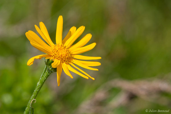 Séneçon doronic — Senecio doronicum (L.) L., 1759, (lac d'Ayous, Laruns (64), France, le 13/07/2019)