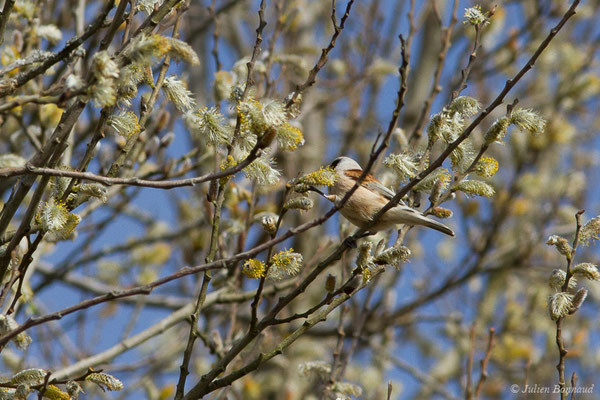 Rémiz penduline — Remiz pendulinus (Linnaeus, 1758), (Réserve ornithologique Terre d'Oiseaux, Braud-et-Saint-Louis (33), France, le 07/03/2019)