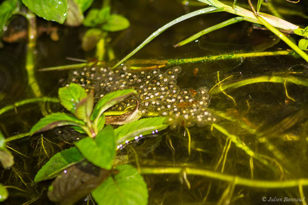 Grenouille de Graf — Pelophylax kl. grafi (Crochet, Dubois, Ohler & Tunner, 1995)